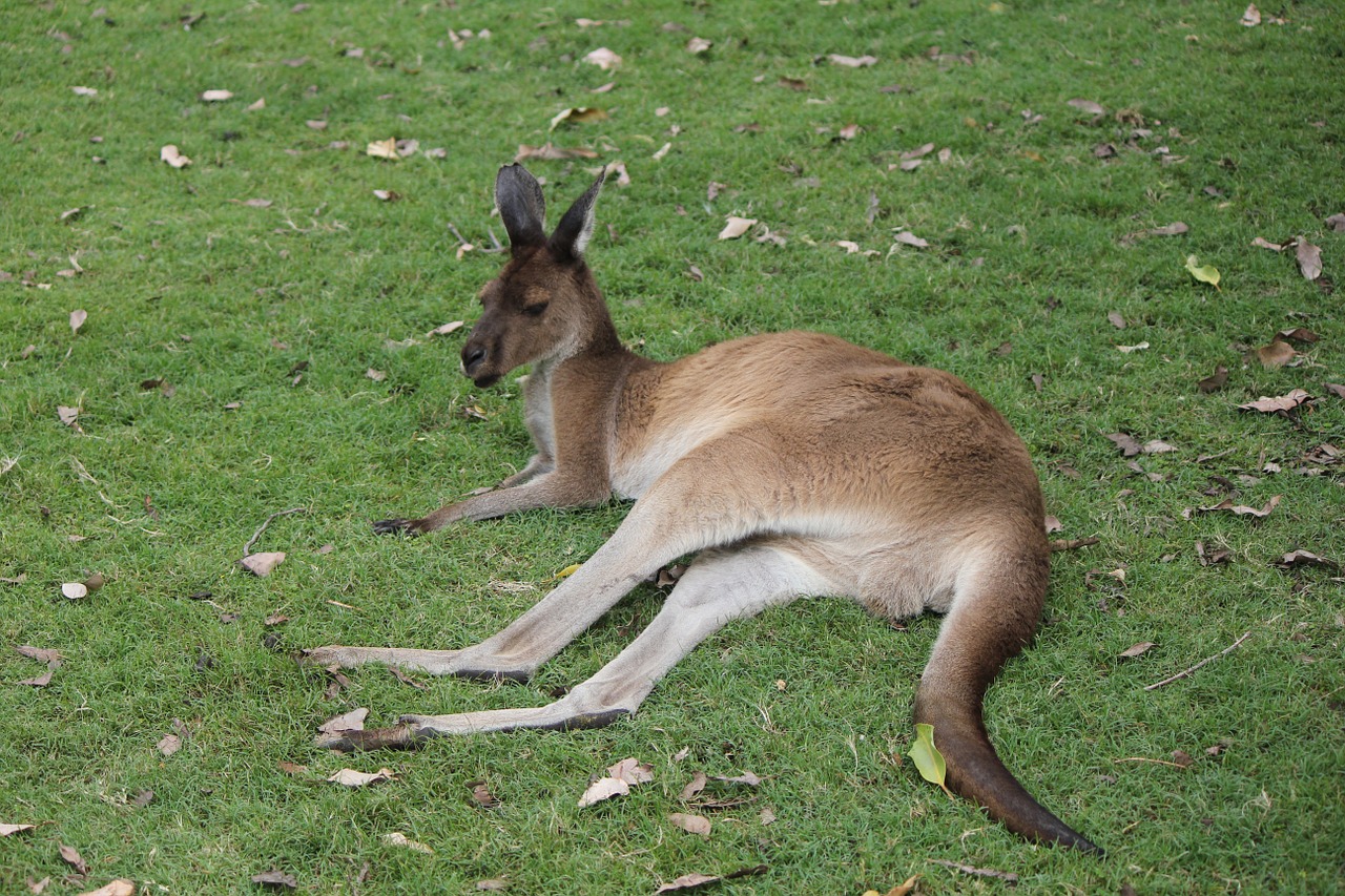 Kengūra, Australia, Vakarų Australija, Lauke, Laukiniai, Marsupial, Gamta, Nemokamos Nuotraukos,  Nemokama Licenzija