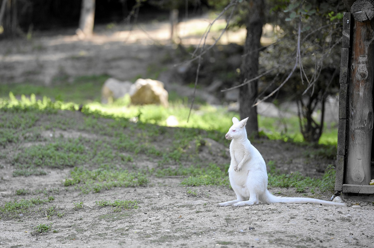 Albino, Kengūra, Gyvūnas, Zoologijos Sodas, Retai, Padaras, Australian, Nemokamos Nuotraukos,  Nemokama Licenzija