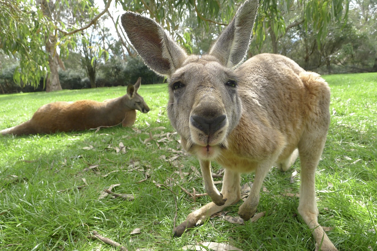 Kengūra, Australia, Žinduolis, Laukinė Gamta, Nemokamos Nuotraukos,  Nemokama Licenzija