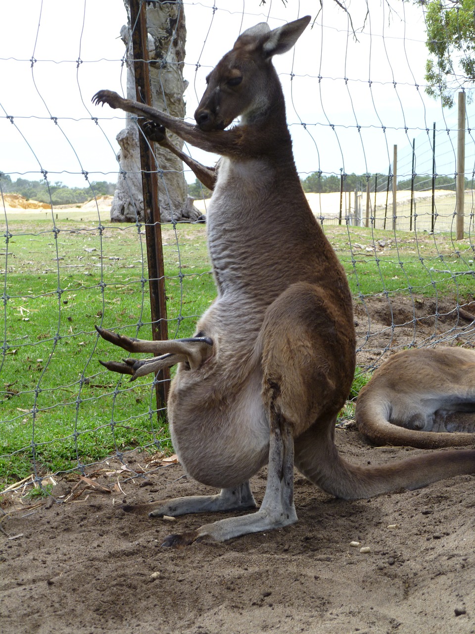 Kengūra, Joey, Australia, Outback, Maišas, Nemokamos Nuotraukos,  Nemokama Licenzija