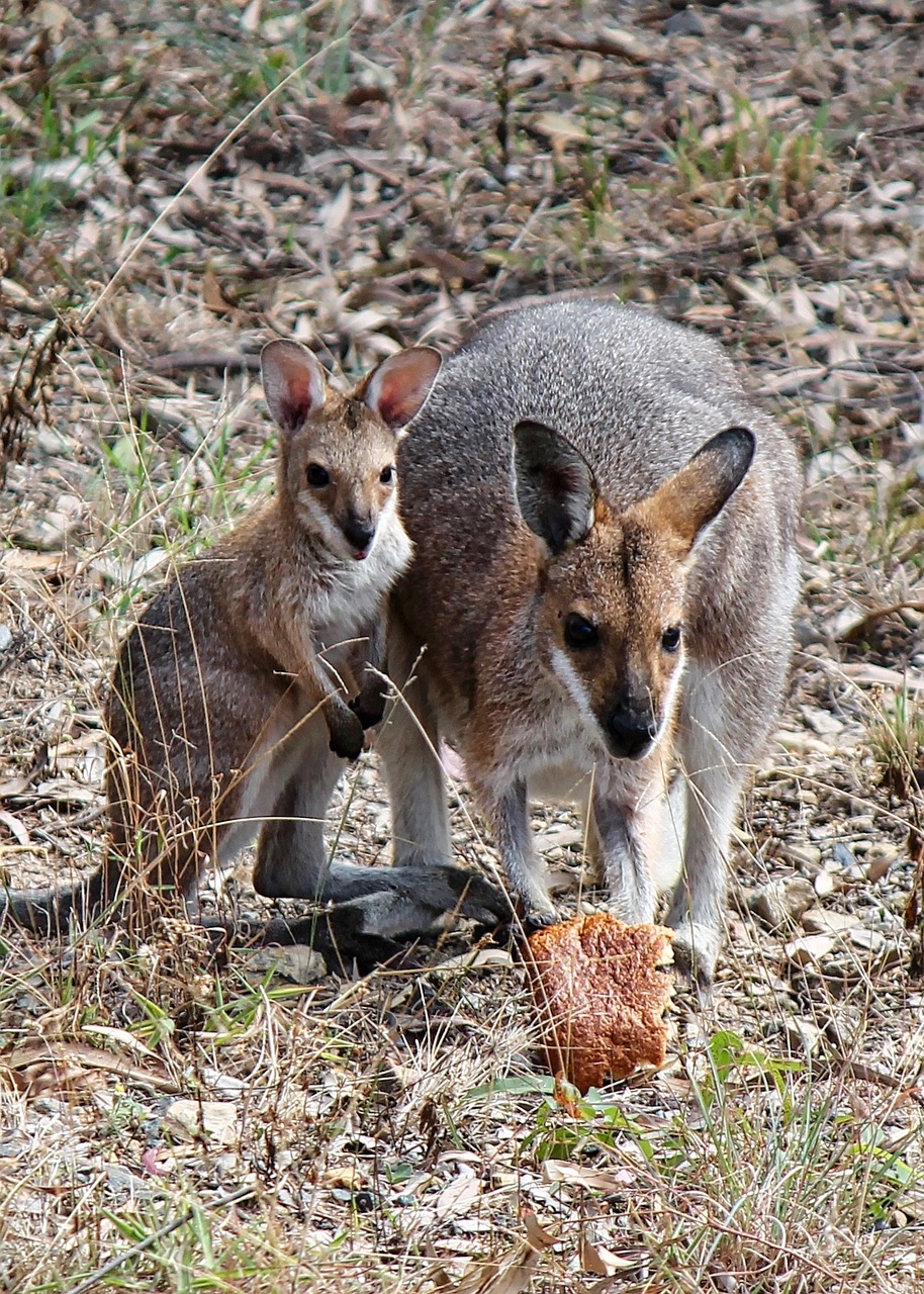 Kengūra, Joey, Kūdikis, Wallaby, Australia, Marsupial, Gyvūnas, Hopping, Nemokamos Nuotraukos,  Nemokama Licenzija