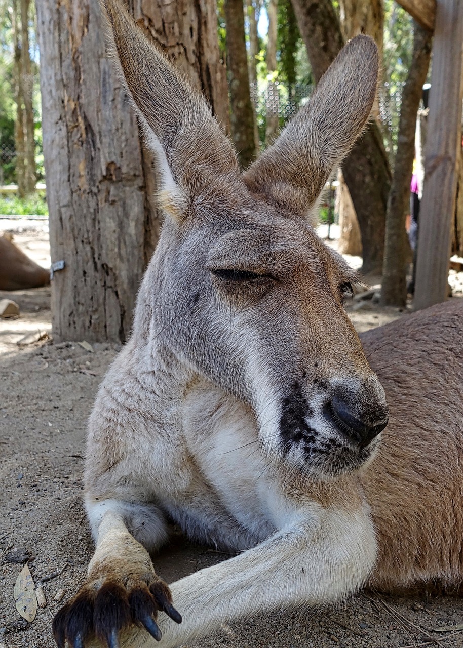 Kengūra, Veidas, Australia, Portretas, Mielas, Gimtoji, Marsupial, Gyvūnas, Laukinė Gamta, Macropus