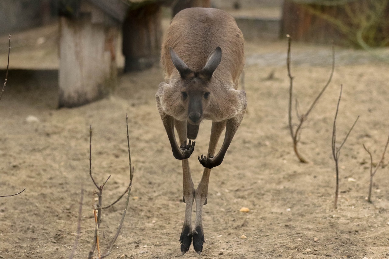 Kengūra, Egzotiškas, Gyvūnas, Australia, Eiti Į, Judėjimas, Bėgimas, Gamta, Nemokamos Nuotraukos,  Nemokama Licenzija