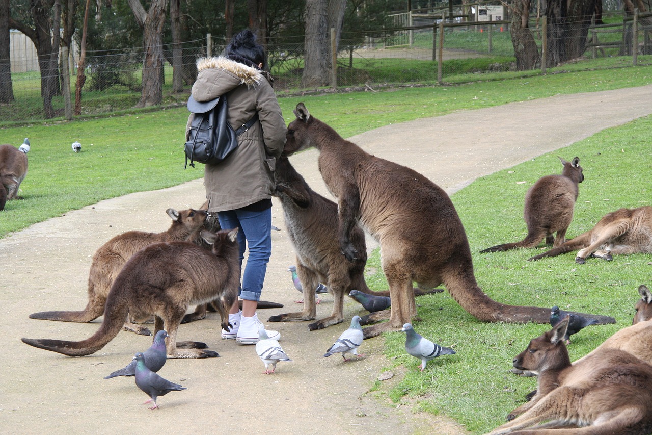 Kengūra, Australia, Ballaratas, Nemokamos Nuotraukos,  Nemokama Licenzija