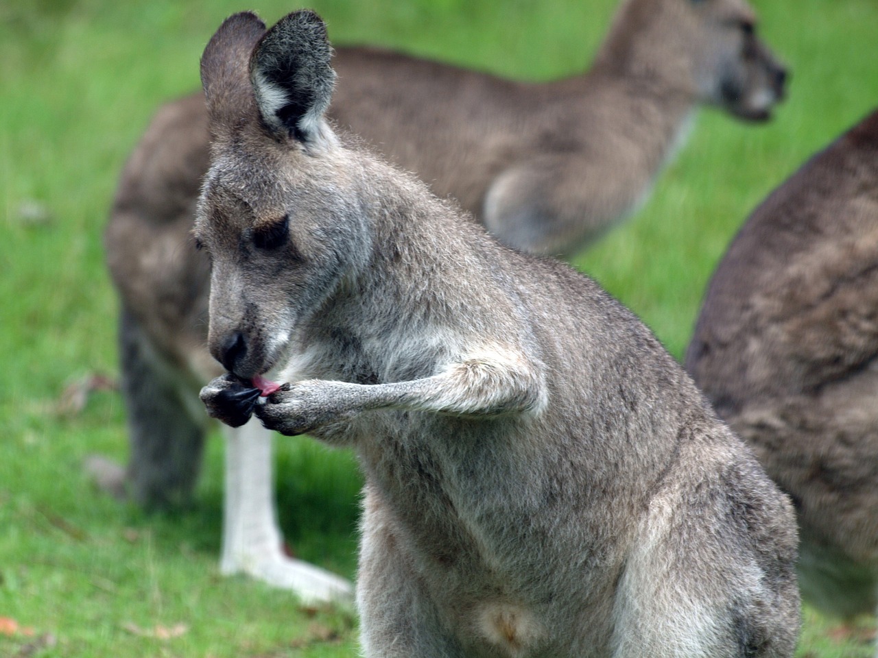 Kengūra, Roo, Australia, Laukinė Gamta, Marsupial, Laukiniai, Gamta, Mielas, Pilka, Žinduolis