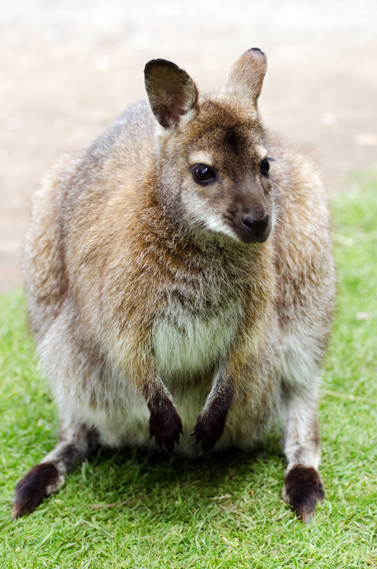 Australia,  Parkas,  Kengūra,  Oz,  Australian,  Gimtoji,  Nacionalinis,  Žinduolis,  Balta,  Raudona