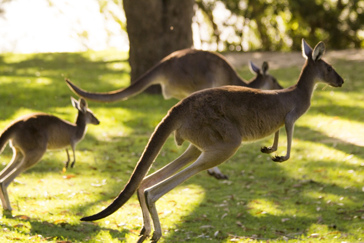 Kengūra, Australia, Perth, Gyvūnas, Gamta, Laukinė Gamta, Žinduolis, Laukiniai, Lauke, Aussie