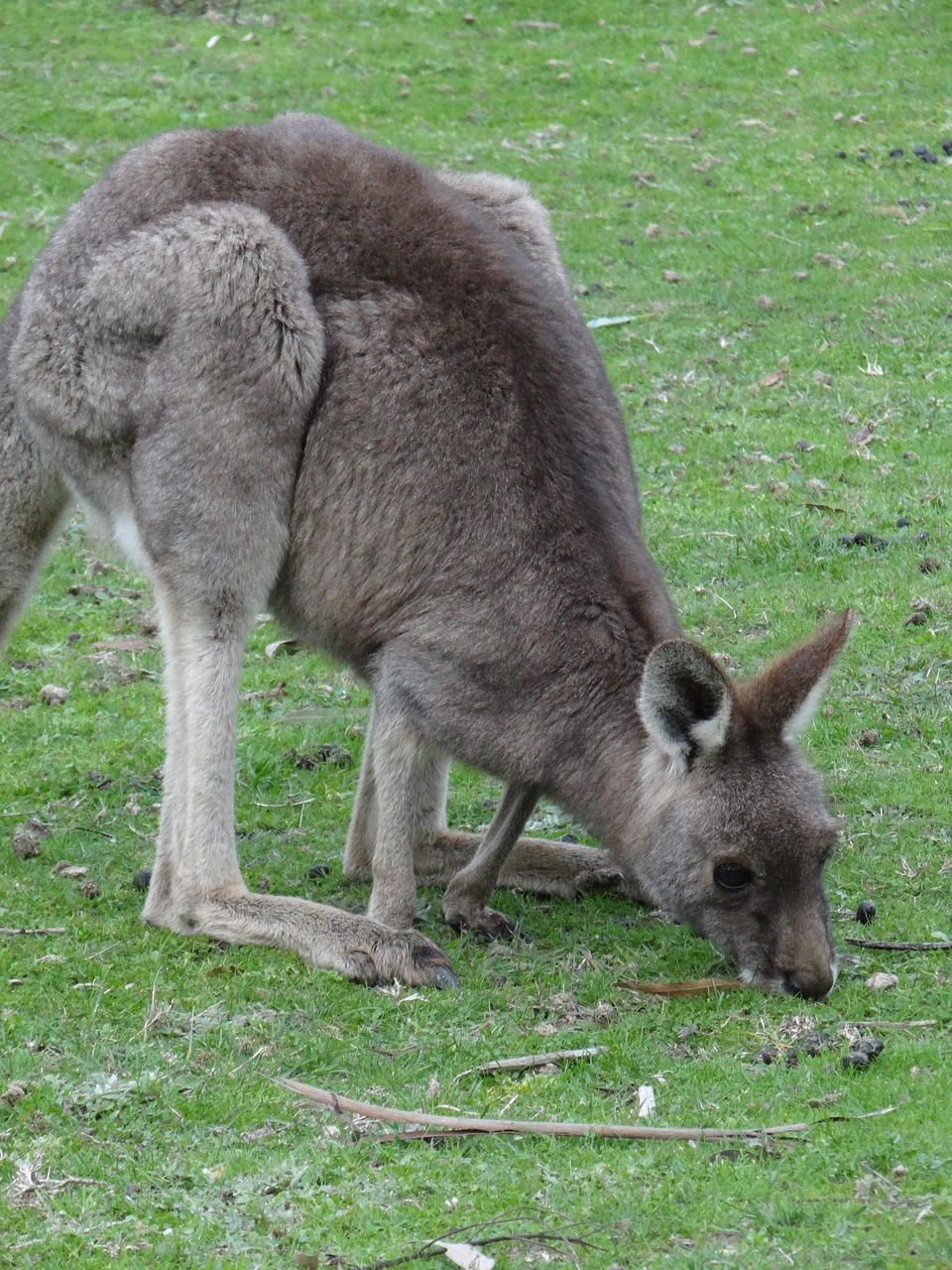 Kengūra, Žolė, Marsupial, Gyvūnas, Ruda, Žinduolis, Australia, Laukinė Gamta, Gamta, Kailis