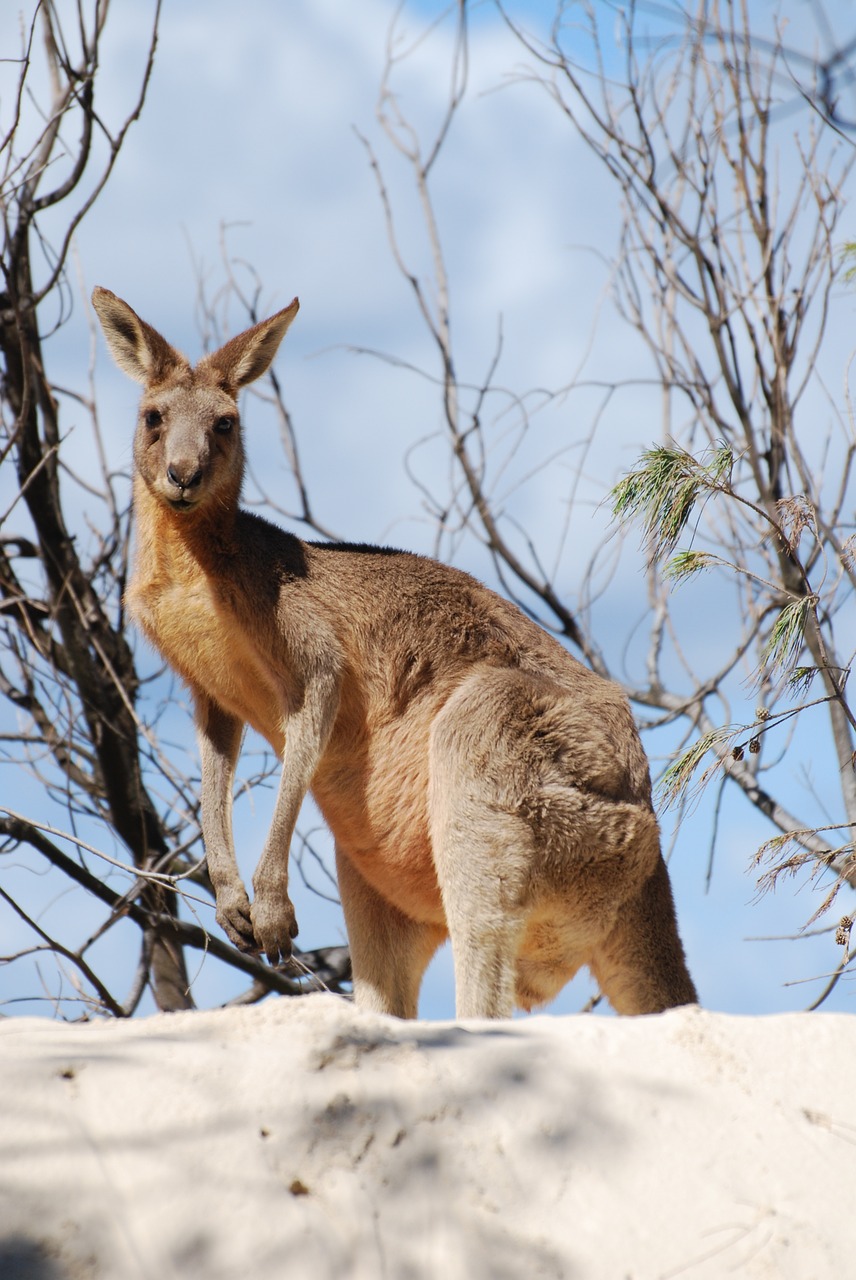 Kengūra, Gyvūnas, Australia, Nemokamos Nuotraukos,  Nemokama Licenzija