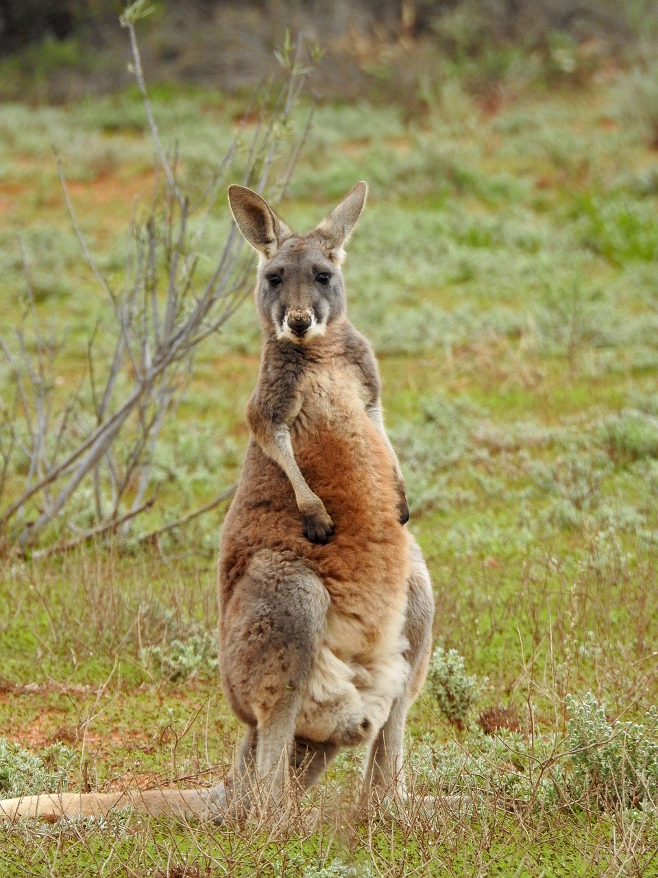 Kengūra, Stovintis, Žiūri, Laukinė Gamta, Aussie, Marsupial, Gamta, Australia, Portretas, Žinduolis