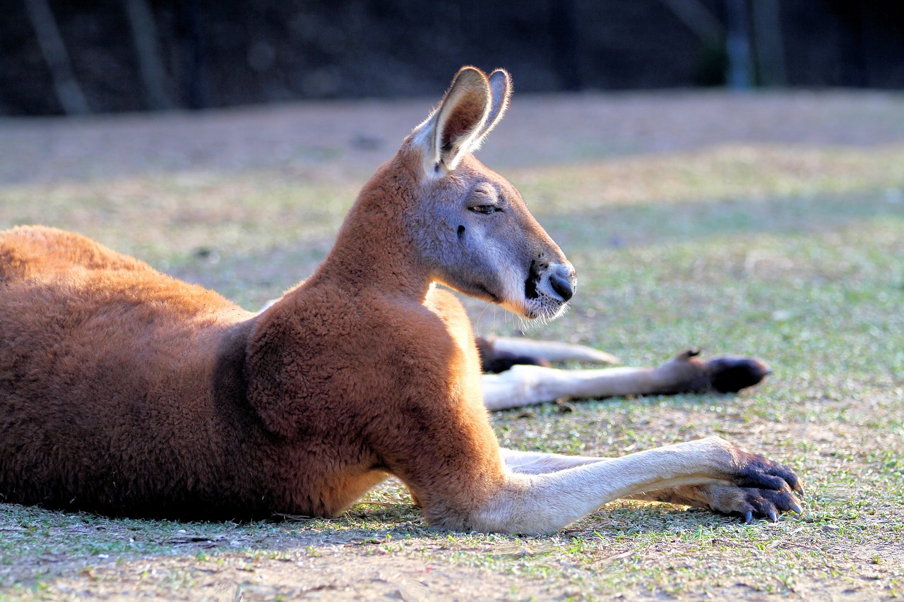 Kengūra, Raudona, Australia, Laukinė Gamta, Gyvūnas, Marsupial, Gamta, Žinduolis, Laukiniai, Kailis