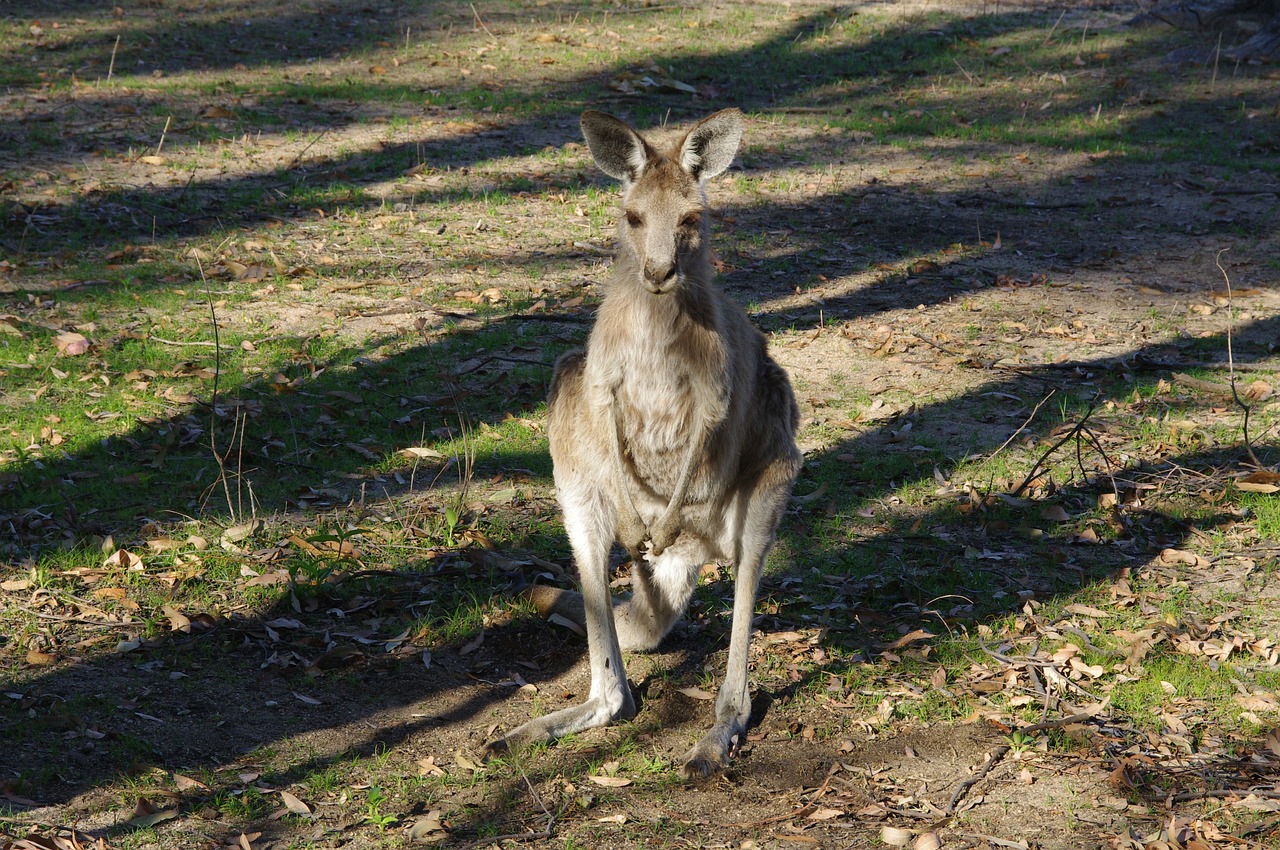 Kengūra, Gyvūnas, Australian, Hop, Australia, Kengūros, Marsupial, Laukiniai, Plaukai, Laukinė Gamta