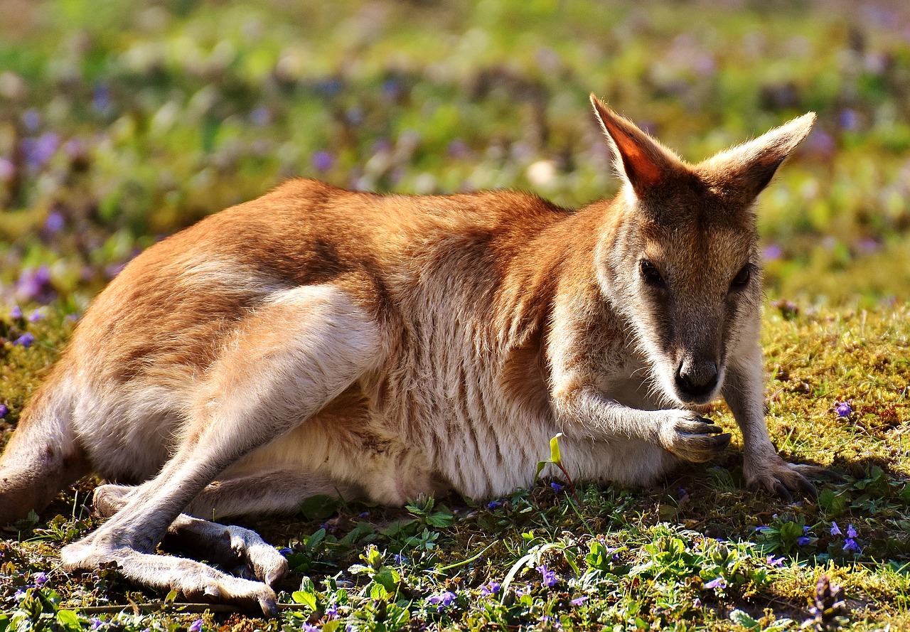 Kengūra, Laukinis Gyvūnas, Gyvūnas, Gyvūnų Pasaulis, Pieva, Tiergarten, Tierpark Hellabrunn, Munich, Nemokamos Nuotraukos,  Nemokama Licenzija