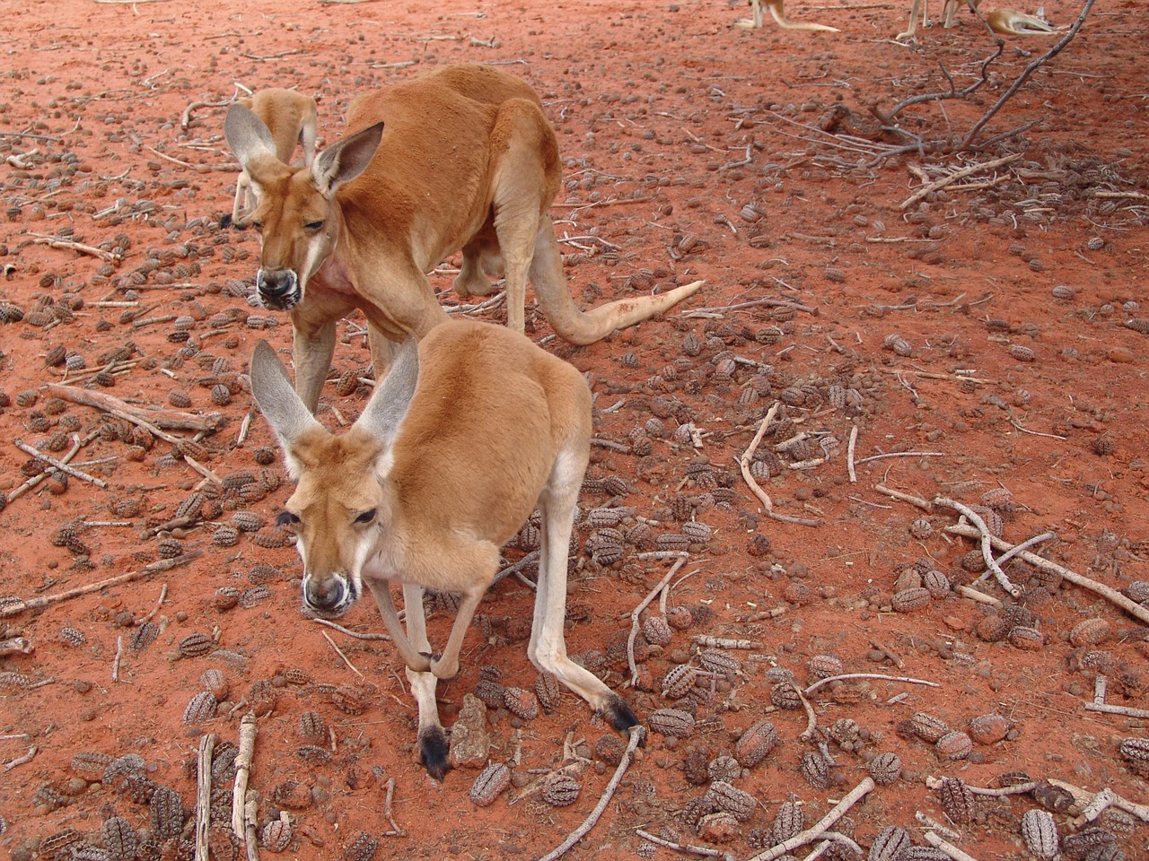 Kengūra, Raudona, Didelis, Australia, Nemokamos Nuotraukos,  Nemokama Licenzija