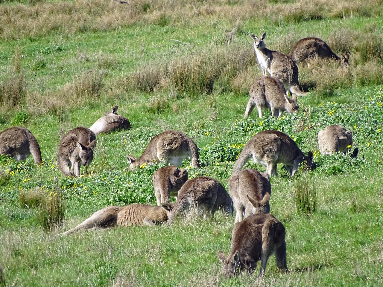 Kengūra, Kangaroo Mob, Rytinė Pilka Kengūra, Australia, Maišas, Marsupial, Gimtoji, Laukinė Gamta, Gyvūnas, Grupė