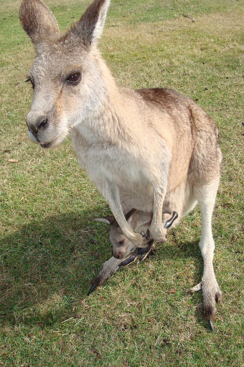 Kengūra, Australia, Marsupial, Gyvūnas, Laukinė Gamta, Laukiniai, Zoologija, Žinduolis, Rūšis, Dykuma