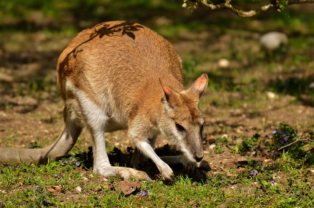 Kengūra, Laukinis Gyvūnas, Gyvūnas, Gyvūnų Pasaulis, Pieva, Tiergarten, Tierpark Hellabrunn, Munich, Nemokamos Nuotraukos,  Nemokama Licenzija