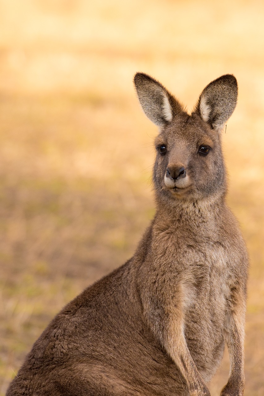 Kengūra,  Somainais,  Žinduolis,  Australija,  Gyvūnijos,  Gyvūnas,  Laukinių,  Pobūdį,  Gyvūnija,  Rytų Pilka