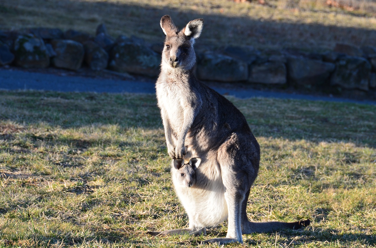 Kengūra,  Gyvūnas,  Gyvūnijos,  Australija,  Pobūdį,  Laukinis, Nemokamos Nuotraukos,  Nemokama Licenzija