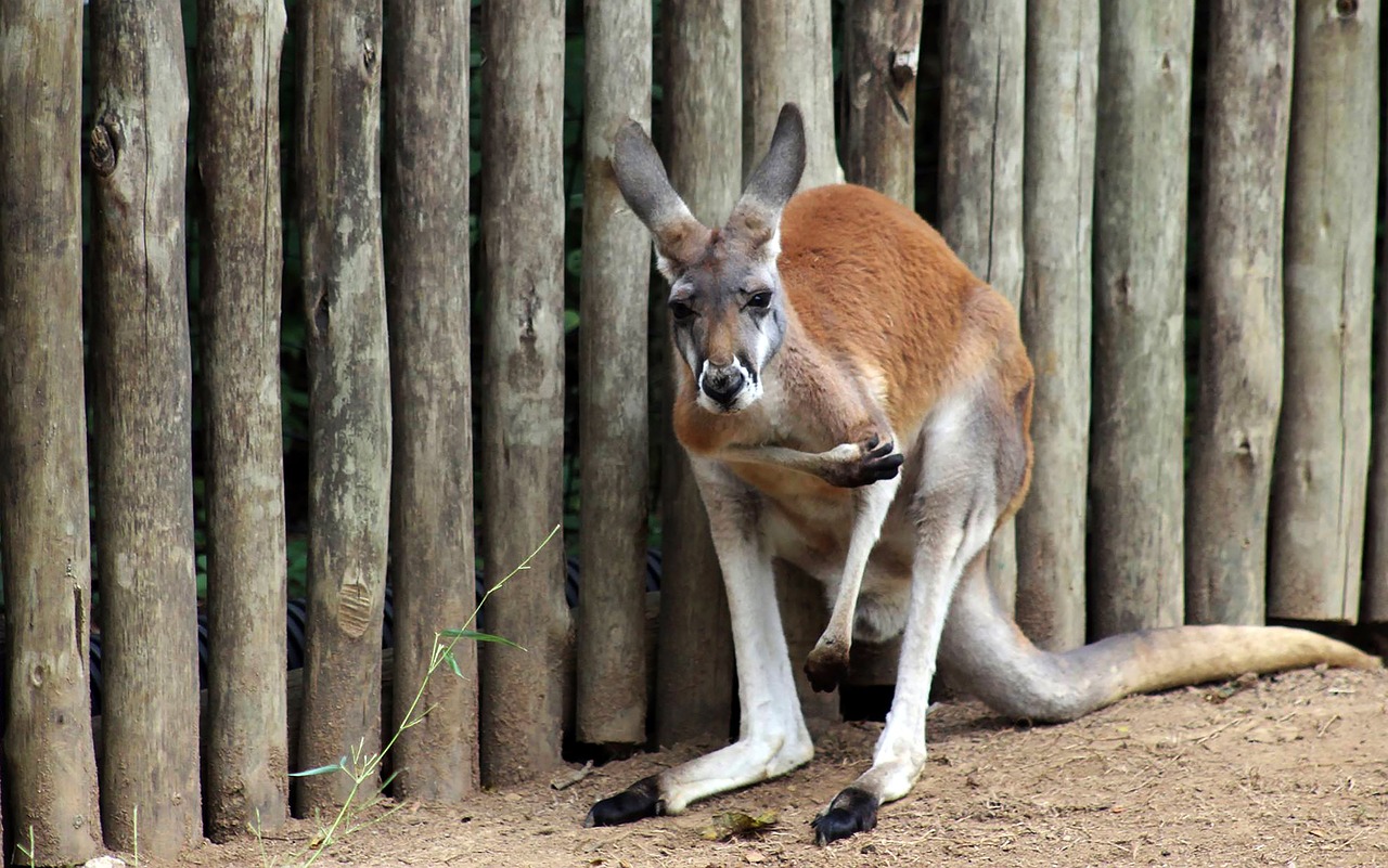 Kengūra,  Gyvūnas,  Australija,  Pobūdį,  Gyvūnijos,  Lauke,  Zoologijos Sodas, Nemokamos Nuotraukos,  Nemokama Licenzija