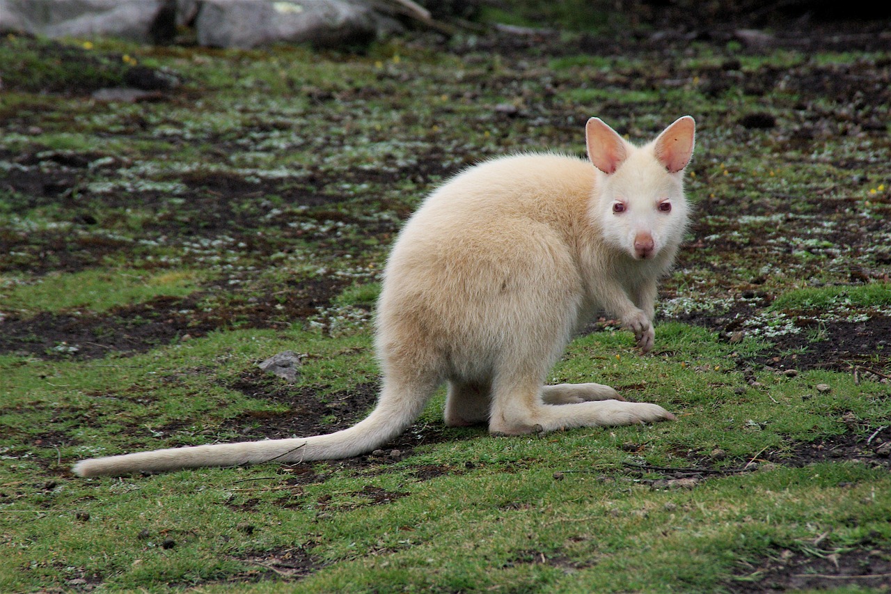 Kengūra, Balta, Gyvūnas, Laukiniai, Australian, Šokinėti, Marsupial, Aussie, Australia, Laukinė Gamta