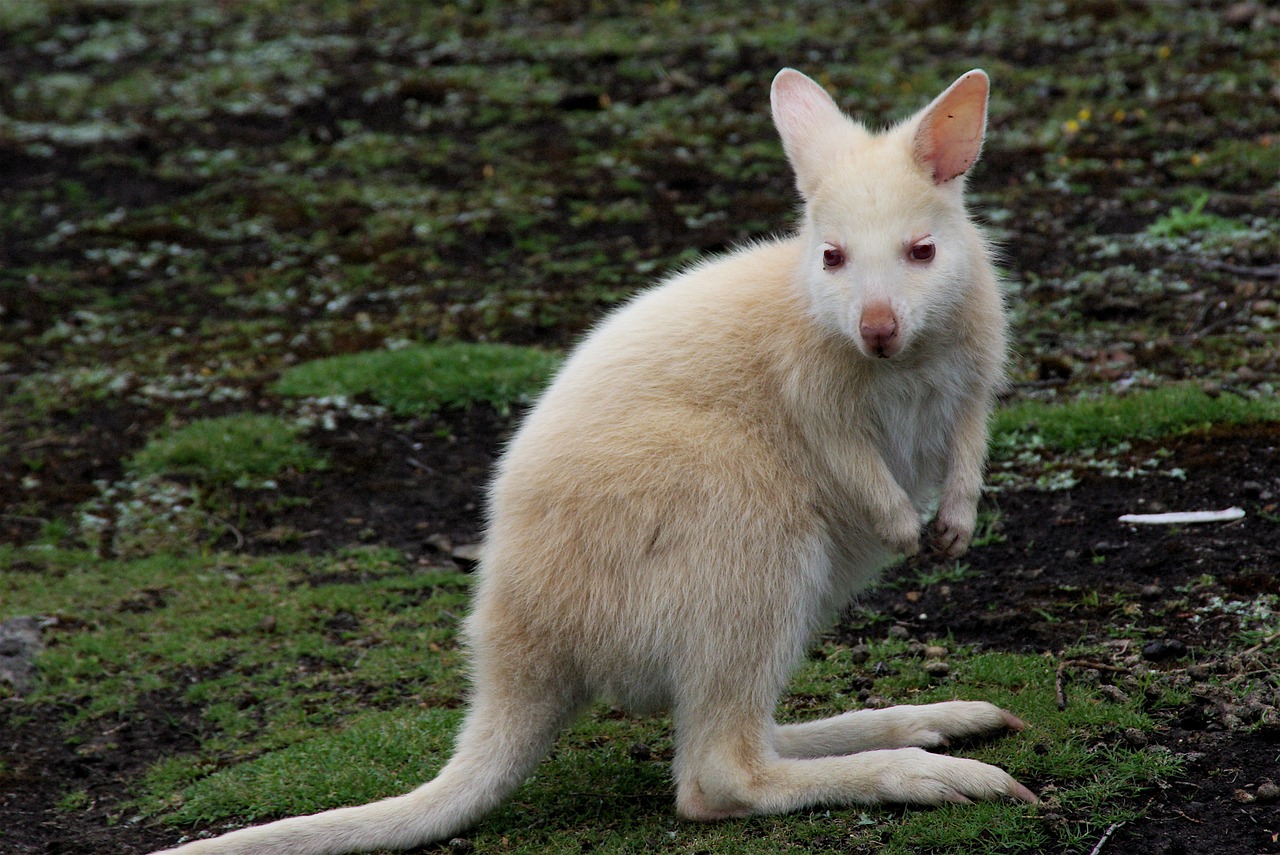 Kengūra, Balta, Gyvūnas, Laukiniai, Australian, Šokinėti, Marsupial, Aussie, Australia, Laukinė Gamta