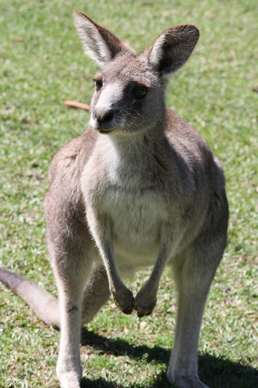 Kengūra, Australia, Mar, Marsupial, Gamta, Laukiniai, Aussie, Outback, Mielas, Zoologijos Sodas