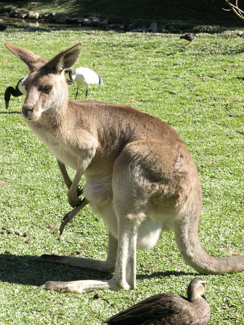 Kengūra, Australia, Marsupial, Ruda, Australian, Žinduolis, Gamta, Laukiniai, Aussie, Gimtoji