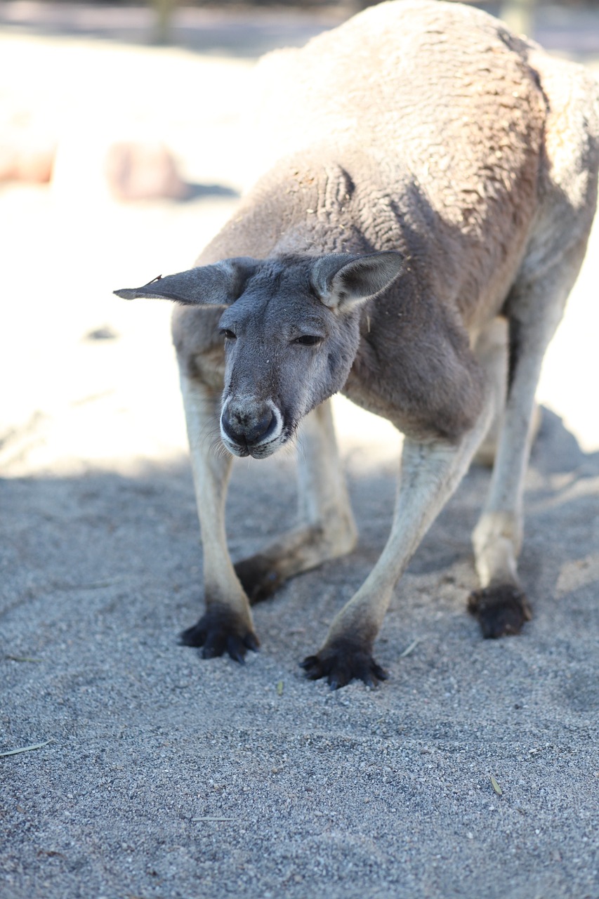 Kengūra, Gyvūnas, Gyvūnų Pasaulis, Fauna, Egzotinis Gyvūnas, Gyvūnai, Gamta, Nemokamos Nuotraukos,  Nemokama Licenzija