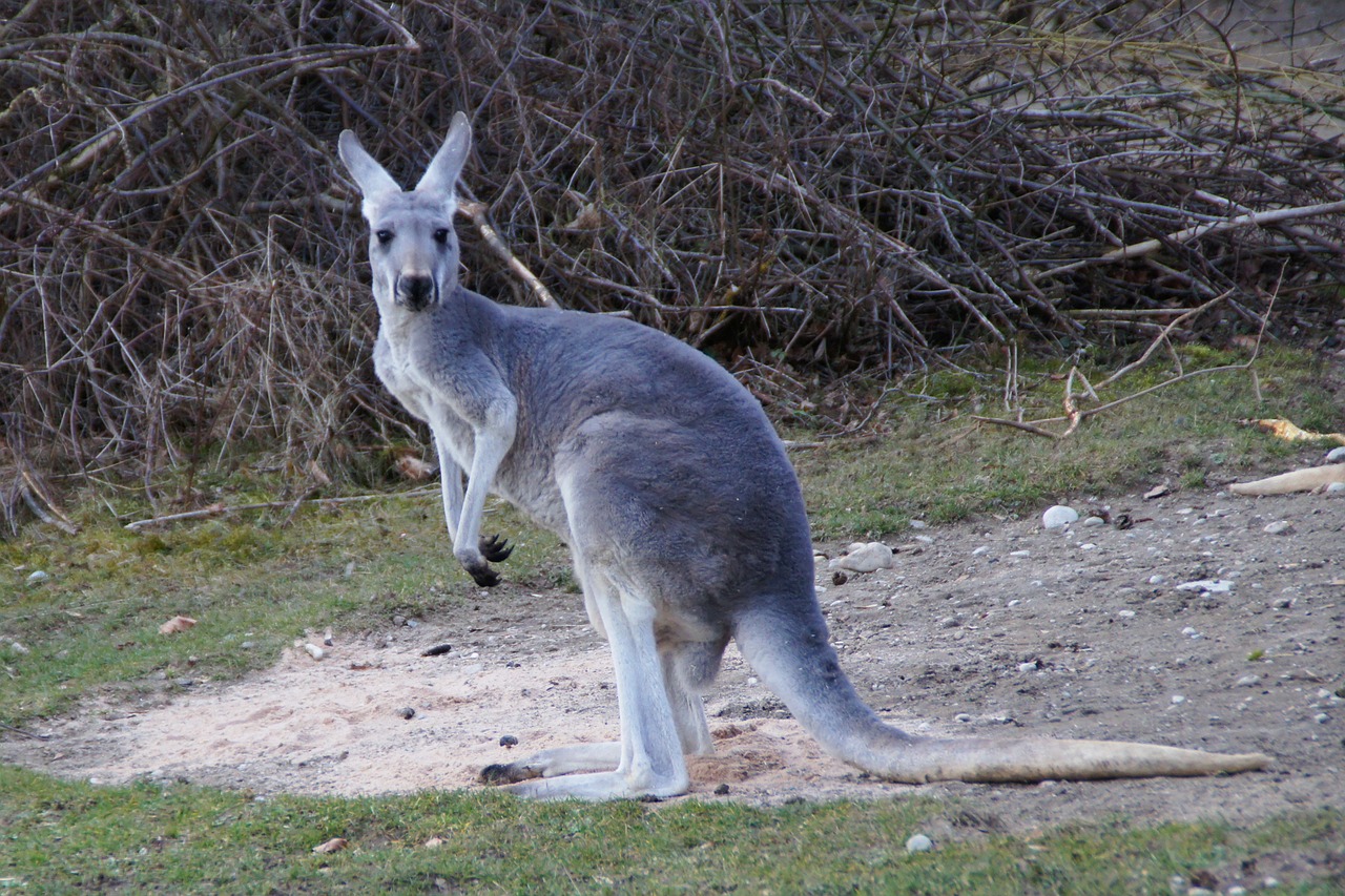 Kengūra, Marsupial, Gyvūnas, Australia, Nemokamos Nuotraukos,  Nemokama Licenzija