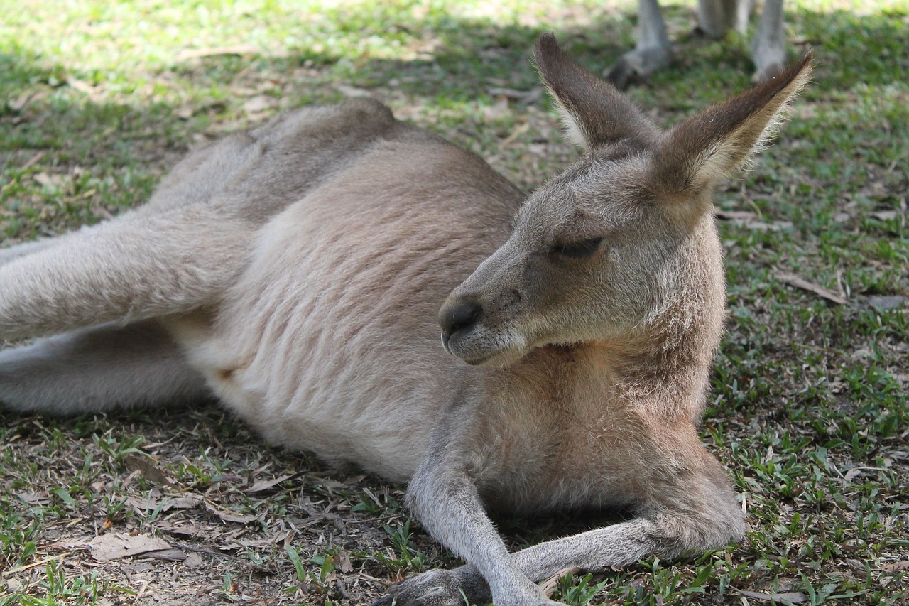 Kengūra, Australia, Gyvūnai, Nemokamos Nuotraukos,  Nemokama Licenzija