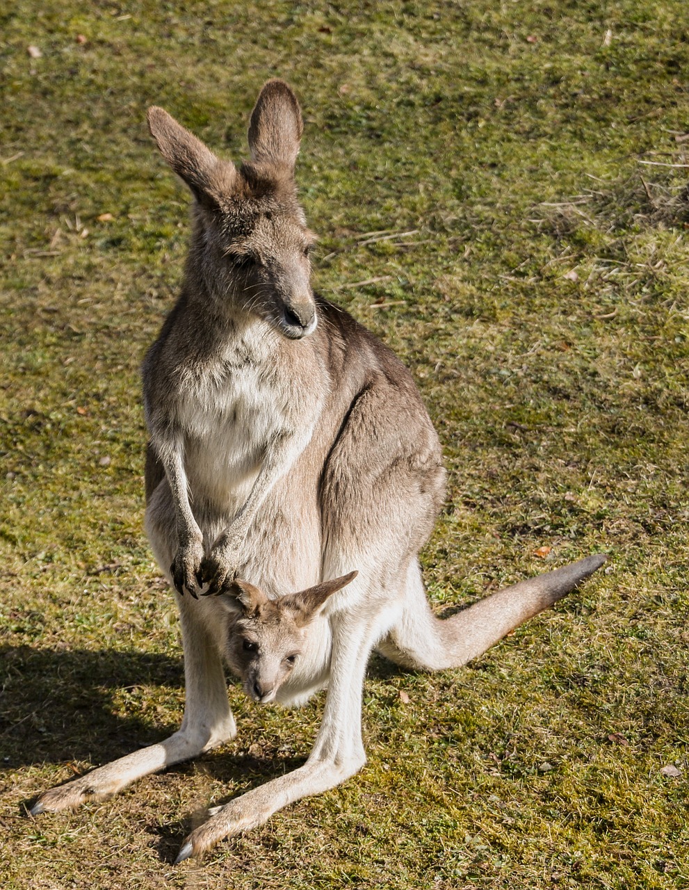 Kengūra, Maišas, Jaunas Gyvūnas, Galva, Zoologijos Sodas, Tiergarten, Australia, Nemokamos Nuotraukos,  Nemokama Licenzija