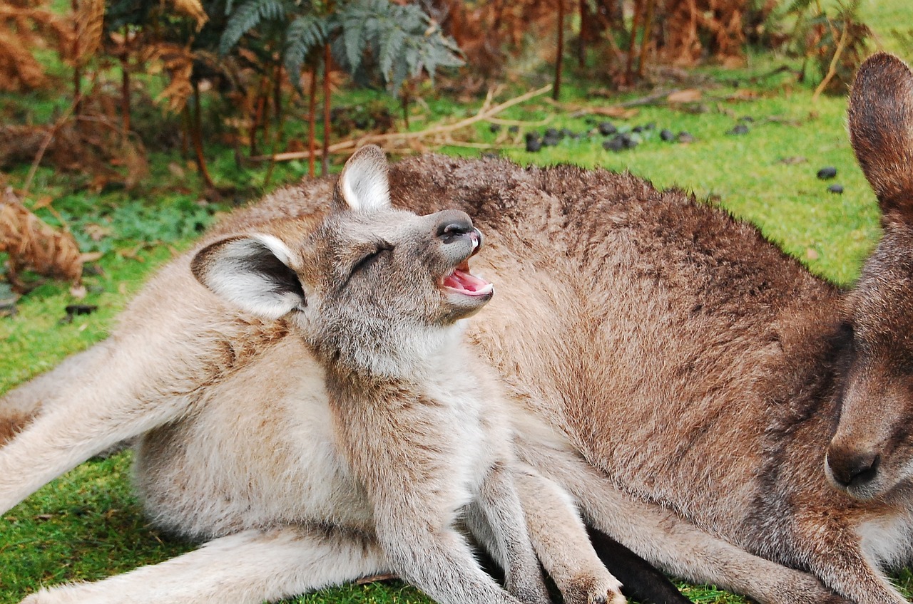 Kengūra,  Joey,  Wallaby,  Kūdikis,  Mielas,  Maišas,  Motina,  Gyvūnas,  Žiovulys, Nemokamos Nuotraukos