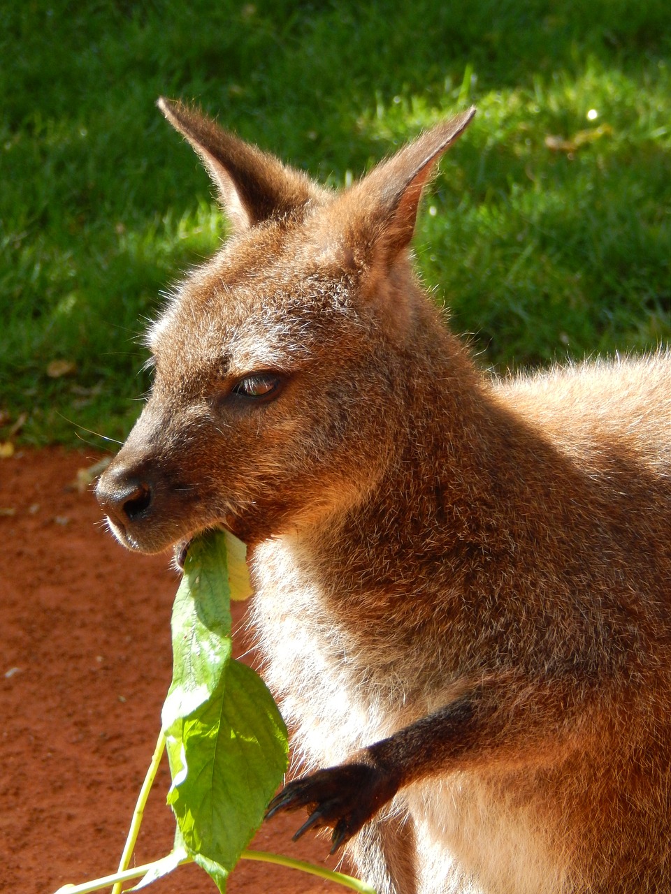 Kengūra, Gyvūnas, Zoologijos Sodas, Nemokamos Nuotraukos,  Nemokama Licenzija