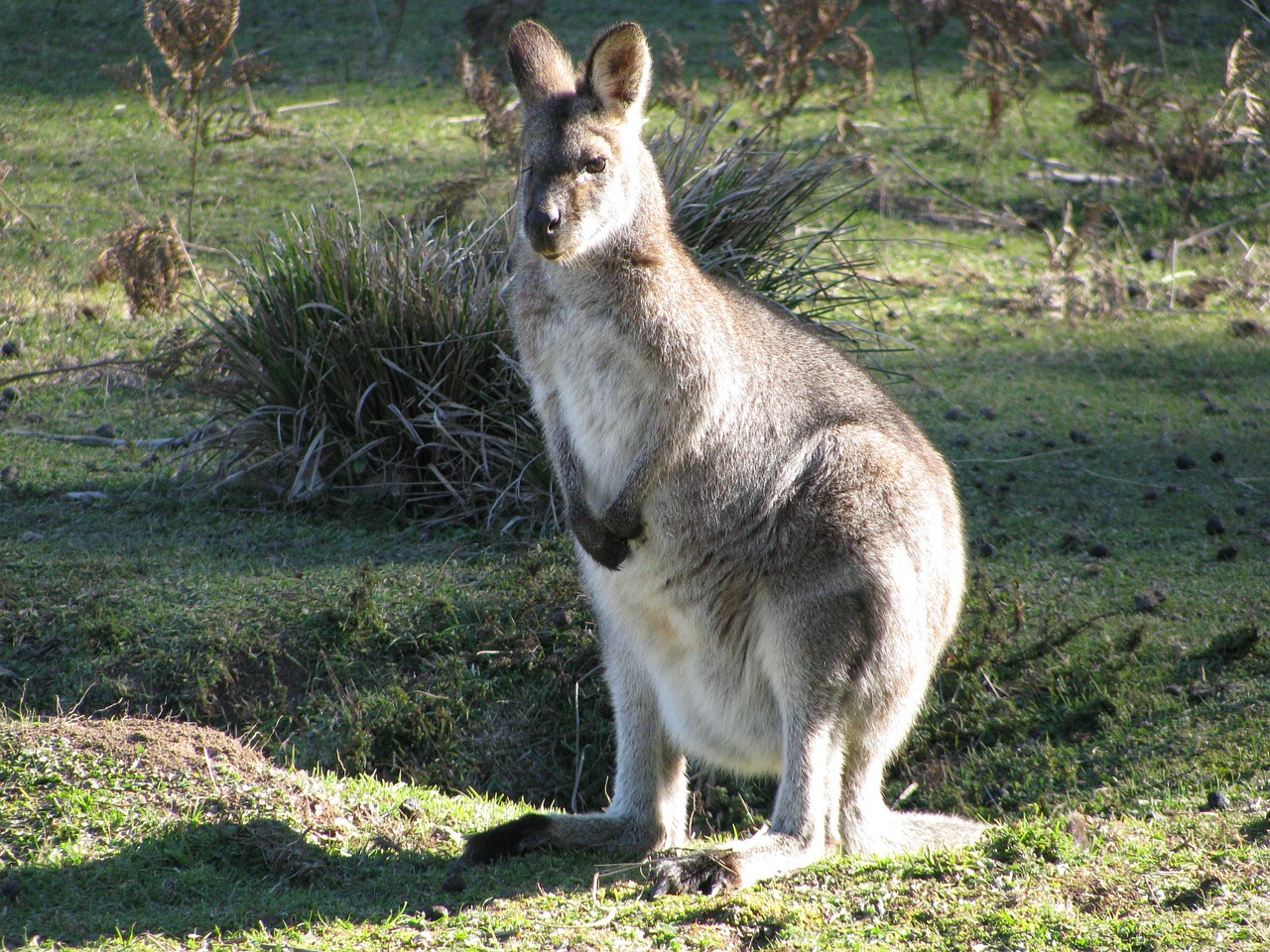 Kengūra,  Krūmas,  Australia,  Gamta,  Laukinė Gamta,  Marsupial, Nemokamos Nuotraukos,  Nemokama Licenzija