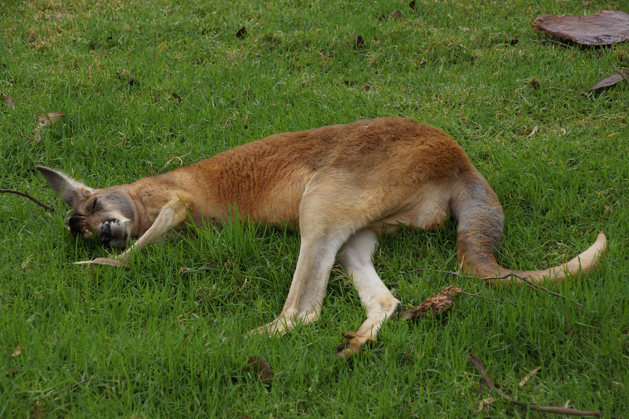 Kengūra, Poilsis, Žolė, Sloth, Miegoti, Nacionalinis Parkas, Australia, Gyvūnas, Mielas, Gyvūnai