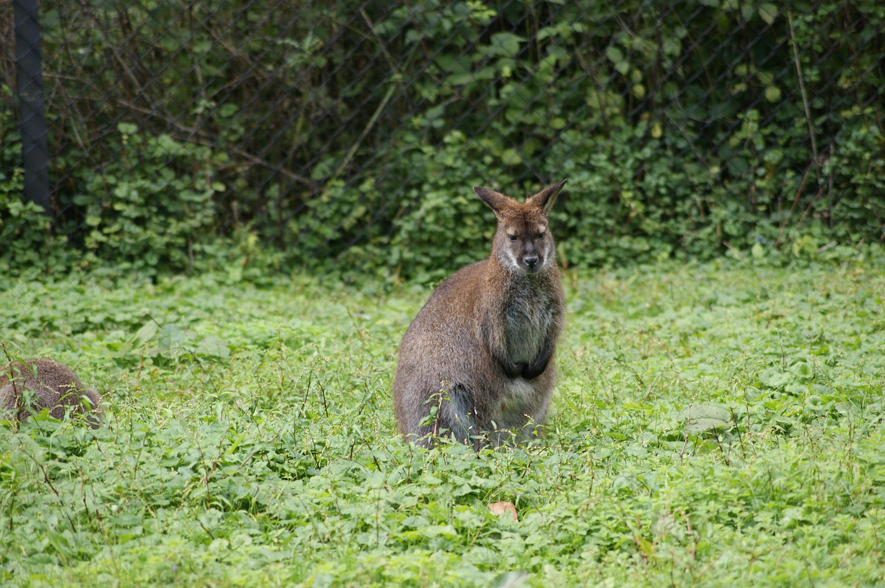 Kengūra, Žolė, Zoologijos Sodas, Gyvūnas, Australia, Pieva, Parkas, Gamta, Nemokamos Nuotraukos,  Nemokama Licenzija