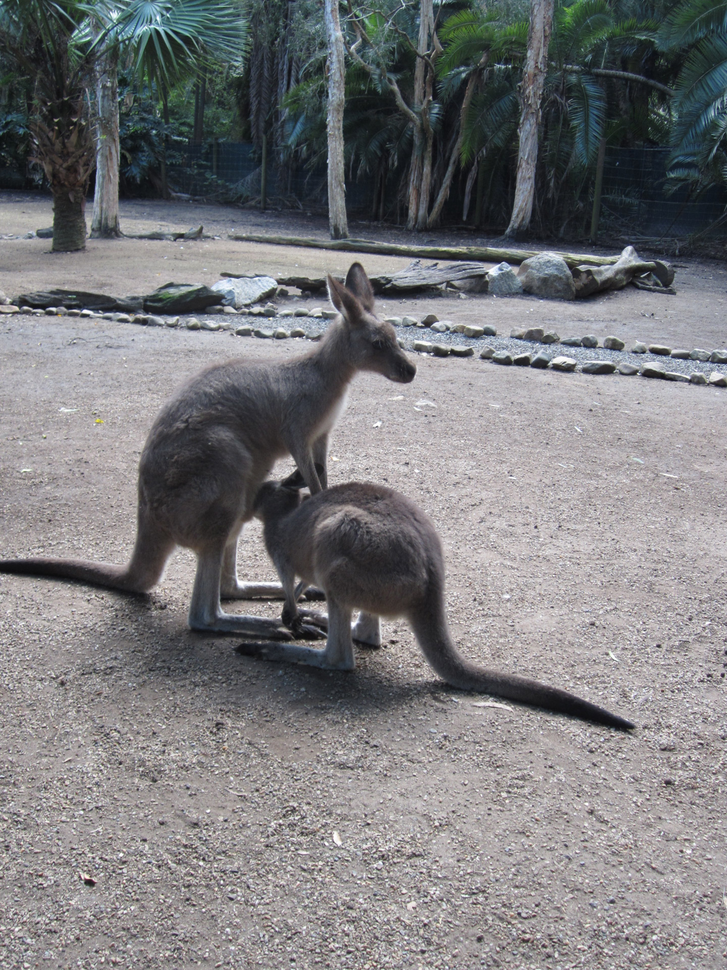 Kengūra,  Joey,  Australia,  Kengūra Ir Joe, Nemokamos Nuotraukos,  Nemokama Licenzija