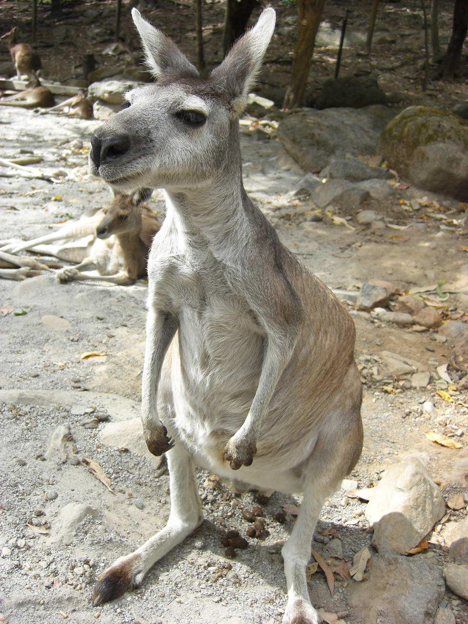 Kengūra,  Zoologijos Sodas,  Australia,  Gyvūnas,  Mielas,  Makropodidai,  Cines,  Mieguistas,  Stovintis,  Kengūra Zoologijos Sode