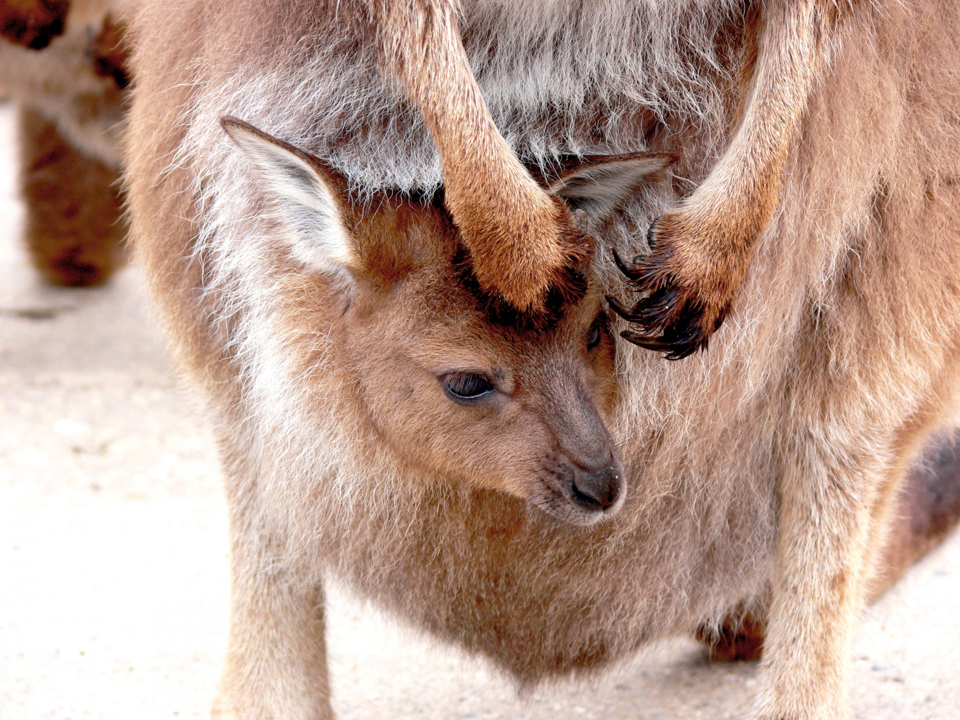 Kengūra,  Joey,  Maišas,  Marsupial,  Saldus,  Mielas,  Laukinė Gamta,  Australia,  Kangaroo Joey Maišelyje, Nemokamos Nuotraukos