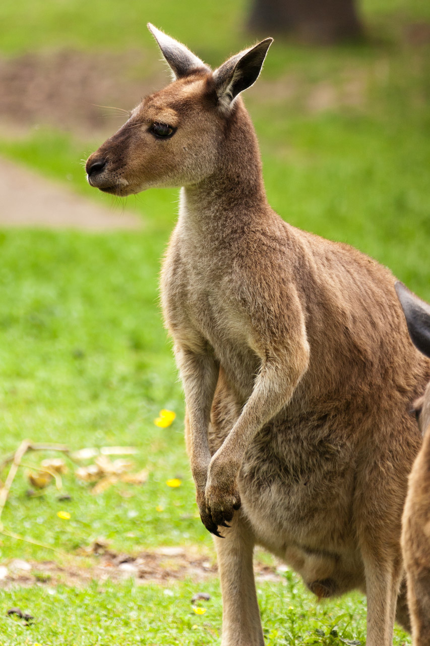 Gyvūnas,  Australia,  Australian,  Ruda,  Ausys,  Fauna,  Kailis,  Hop,  Joey,  Kengūra