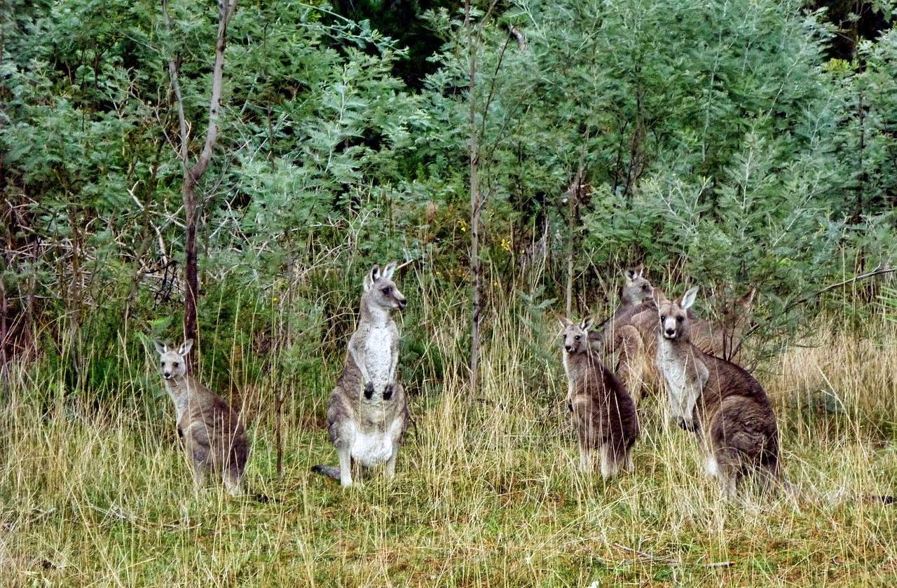 Kengūros, Bushland, Australia, Gyvūnai, Nemokamos Nuotraukos,  Nemokama Licenzija