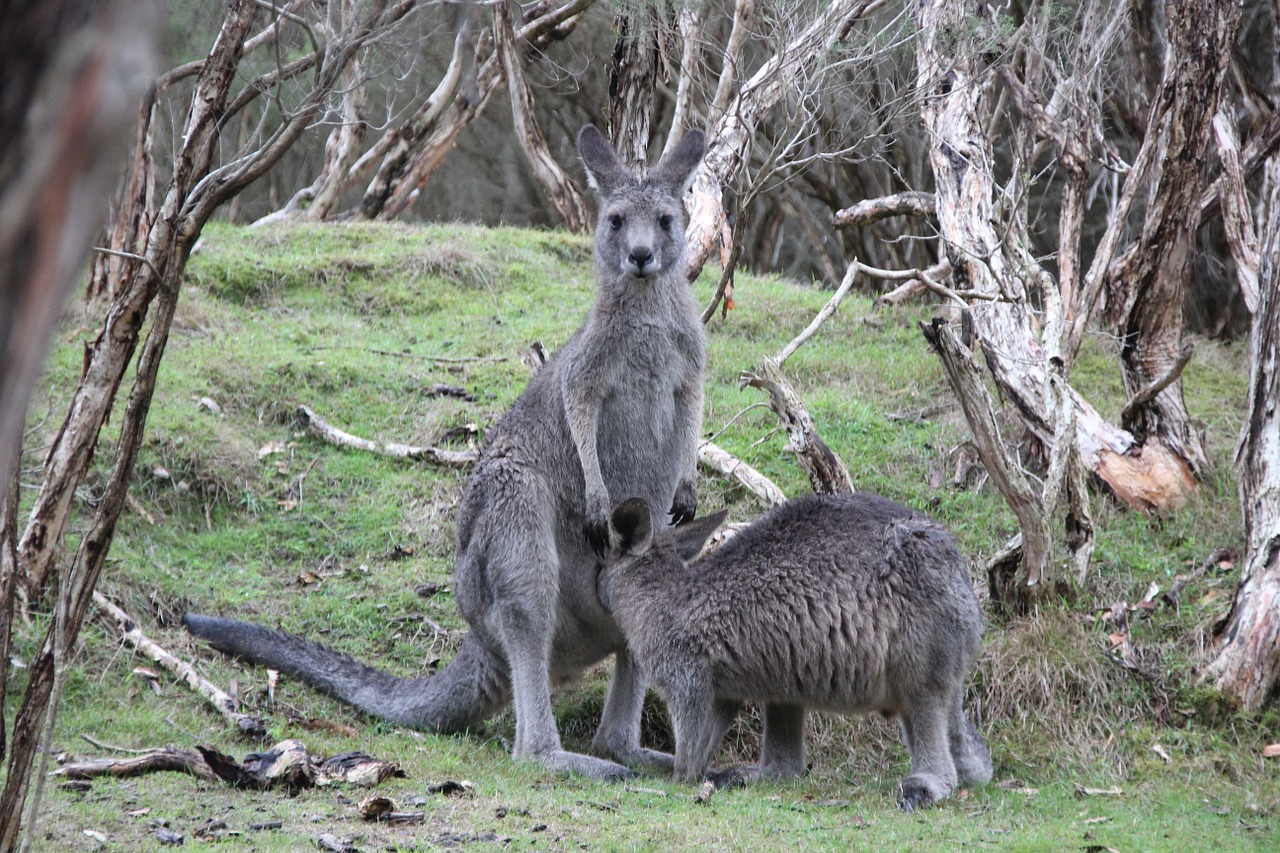 Kengūros,  Marsupial,  Gamta,  Australia,  Motina,  Kūdikių Vežėjas, Nemokamos Nuotraukos,  Nemokama Licenzija