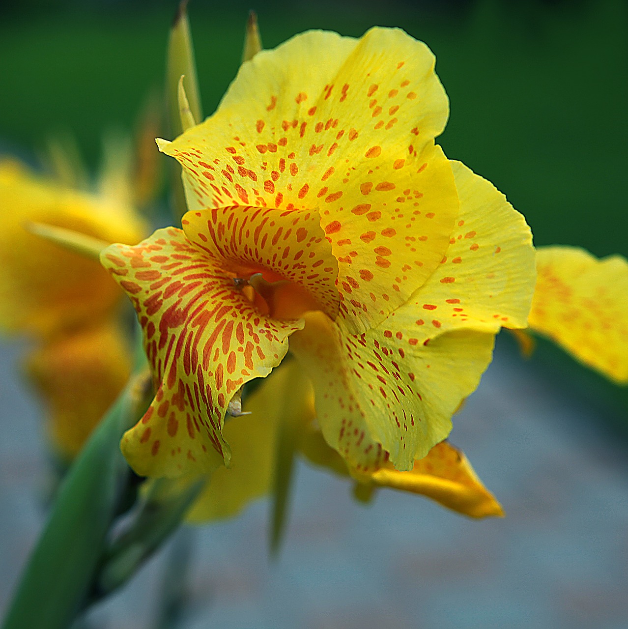 Kanna,  Cannae Suskirstyta Gėlė,  Geltonas Kiat,  Žydėjimas,  Insolence,  Iš Arti,  Gamta,  Flora,  Žydi,  Gėlių Pumpurai