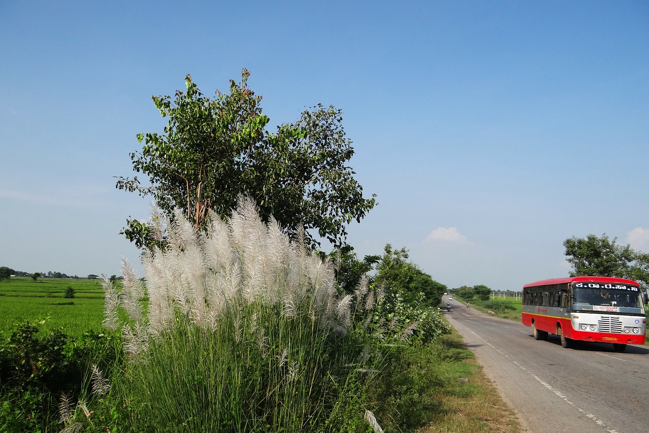 Kans Žolė, Saccharum Spontaneum, Laukinis Cukranendratas, Greitkelis, Autobusas, Paddy Laukas, Gangavati, Karnataka, Indija, Nemokamos Nuotraukos