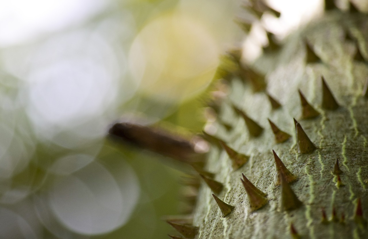 Kapok, Medis, Bokeh, Gamta, Augalas, Spiglys, Šuoliai, Žalias, Florida, Lauke