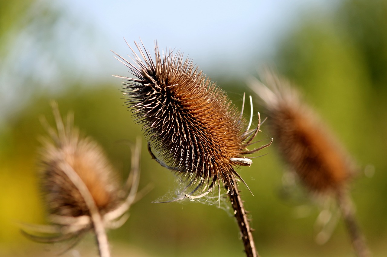 Karden, Laukinės Kortelės, Dispacus, Dygliuotas, Drakonas, Dipsacaceae, Gamta, Millefiori, Pievų Augalai, Augalas