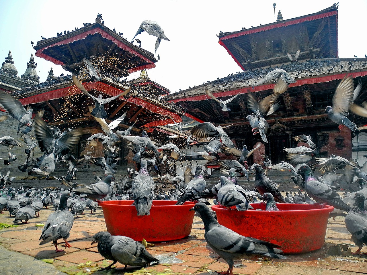 Katmandu, Nepalas, Paukščiai, Balandžiai, Šventykla, Architektūra, Pastatai, Maitinti, Maitinimas, Valgymas