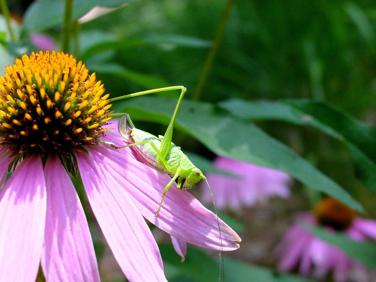 Katydid, Gėlė, Dygliuota Veislė, Gamta, Nemokamos Nuotraukos,  Nemokama Licenzija