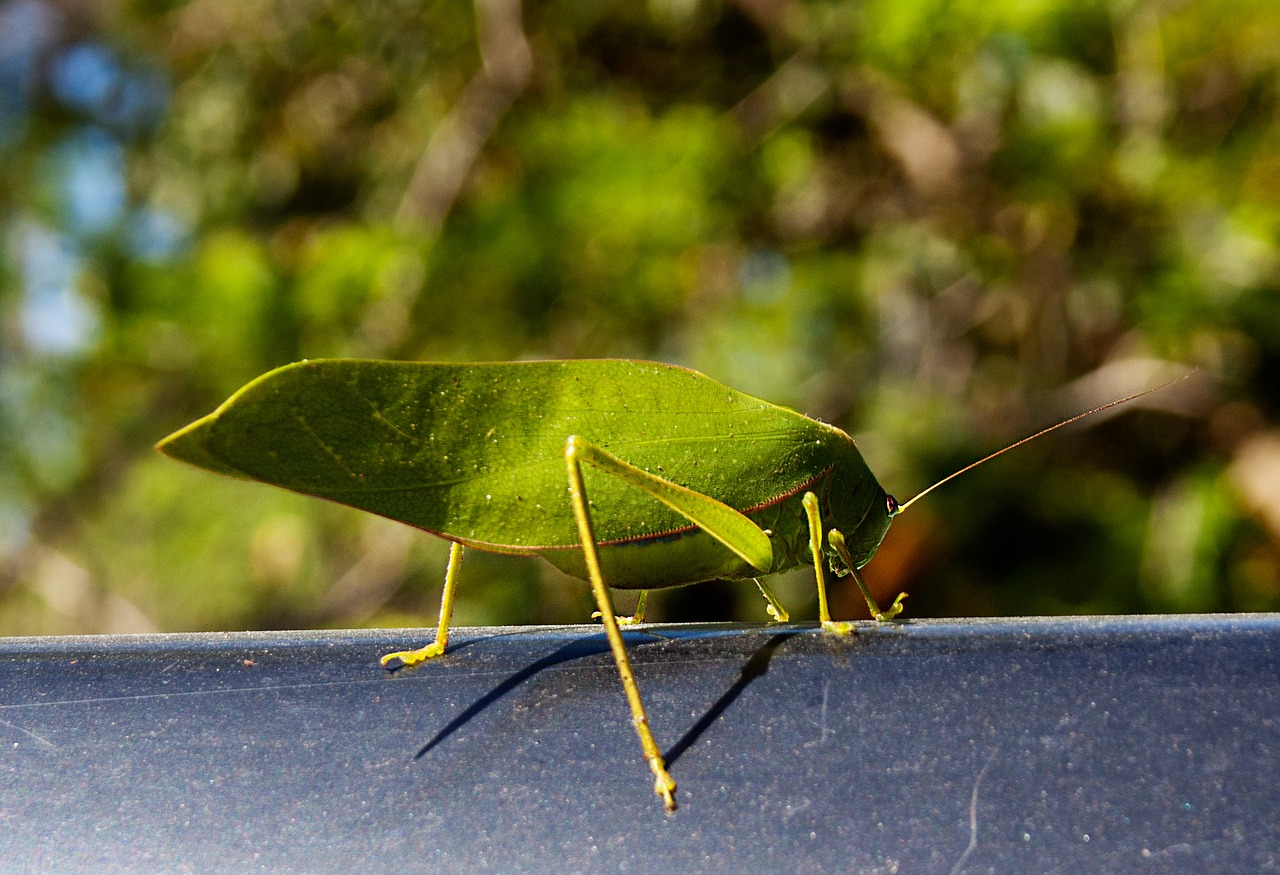 Katydid,  Vabzdys,  Be Honoraro Mokesčio, Nemokamos Nuotraukos,  Nemokama Licenzija